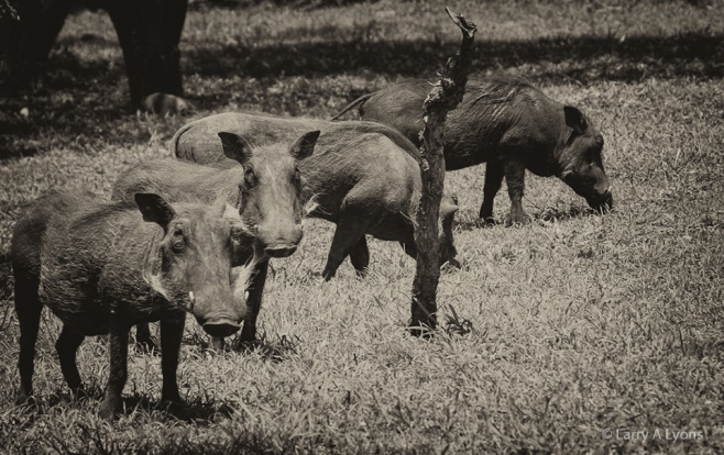 'Warthog Gathering' © Larry A Lyons