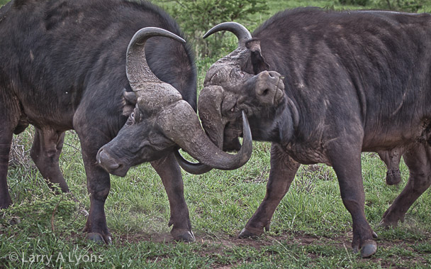'Watch Out' © Larry A Lyons