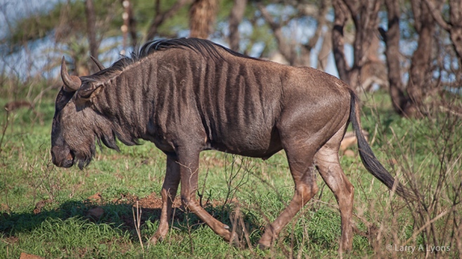 'Wildebeest Profile II' © Larry A Lyons
