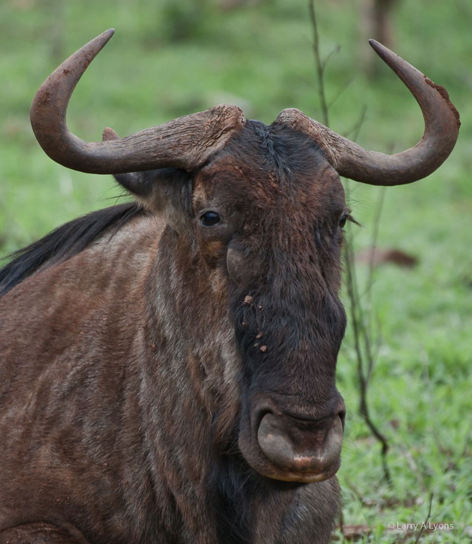 'Wildebeest Close-up' © Larry A Lyons
