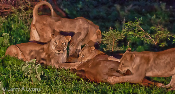 'Wildebeest Kill' © Larry A Lyons