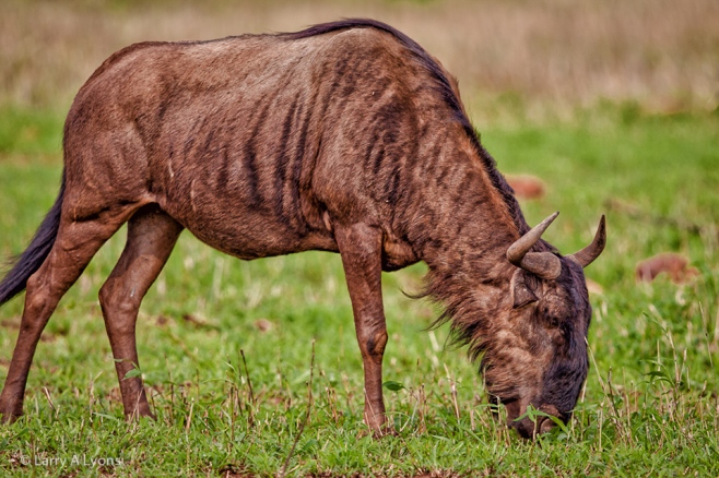 'Wildebeest Profile I' © Larry A Lyons