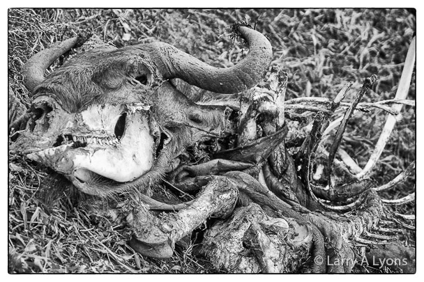 'Yesterday's Dinner' © Larry A Lyons