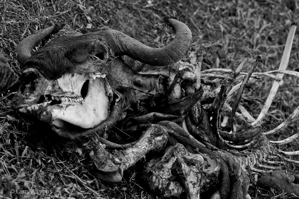 'Yesterday's Dinner' © Larry A Lyons