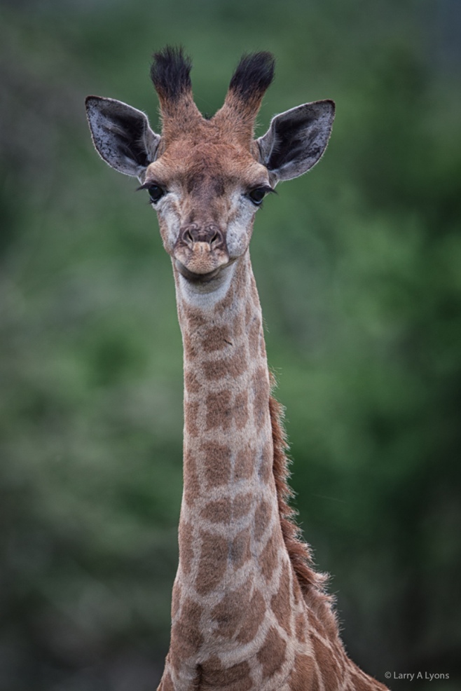 'Young Giraffe Close-up' © Larry A Lyons