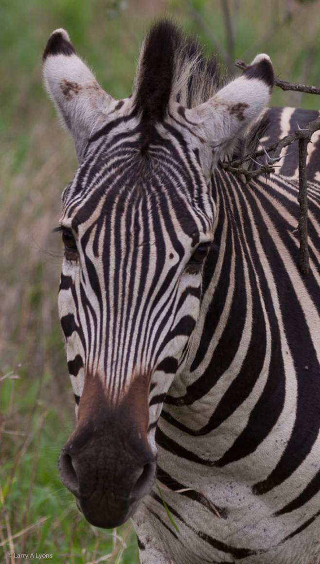 'Young Zebra' © Larry A Lyons