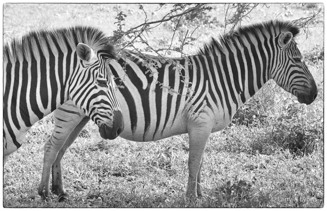 'Zebra Patterns II' © Larry A Lyons