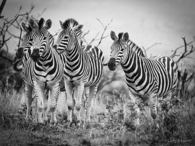 'Zebra Patterns' © Larry A Lyons