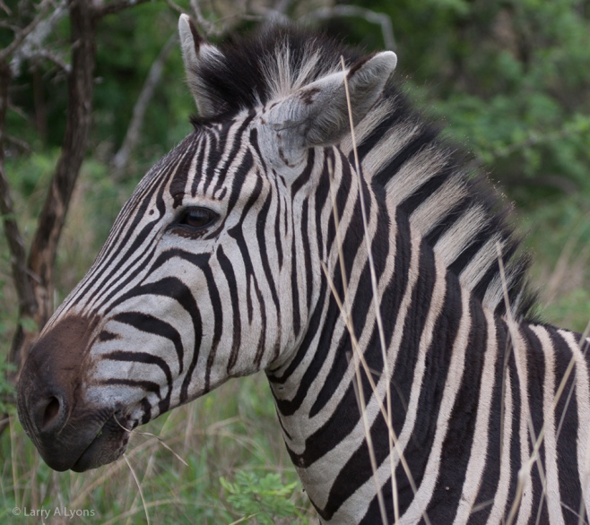 'Zebra Profile' © Larry A Lyons
