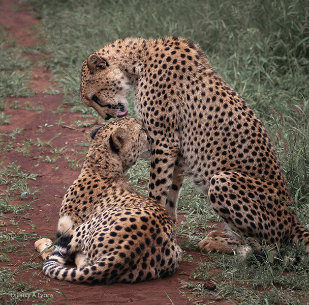 'Brotherly Love' © Larry A Lyons