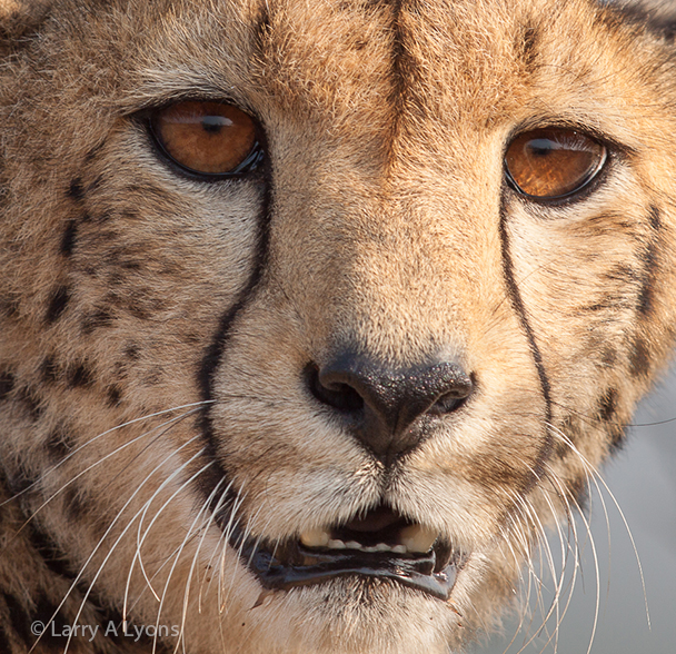 'Cheetah Close-up' © Larry A Lyons