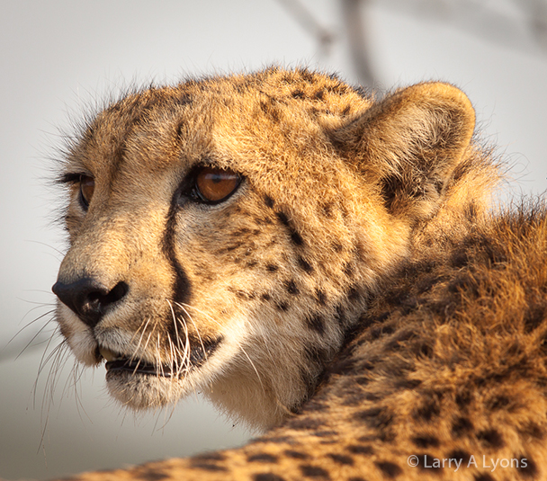 'Cheetah Profile' © Larry A Lyons
