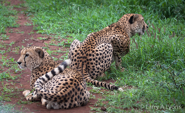'Cheetahs Prancing' © Larry A Lyons