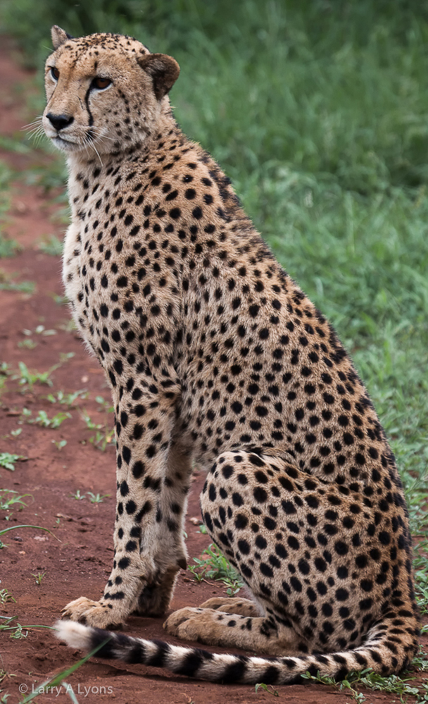 'Elegance' © Larry A Lyons