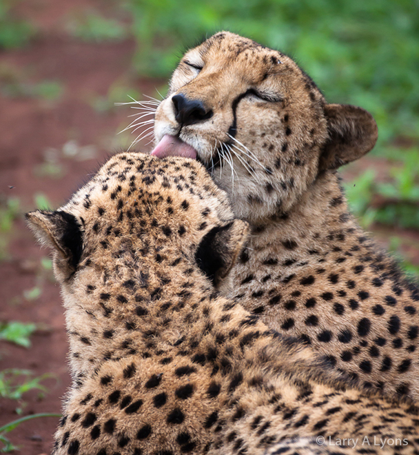 'Grooming Time' © Larry A Lyons