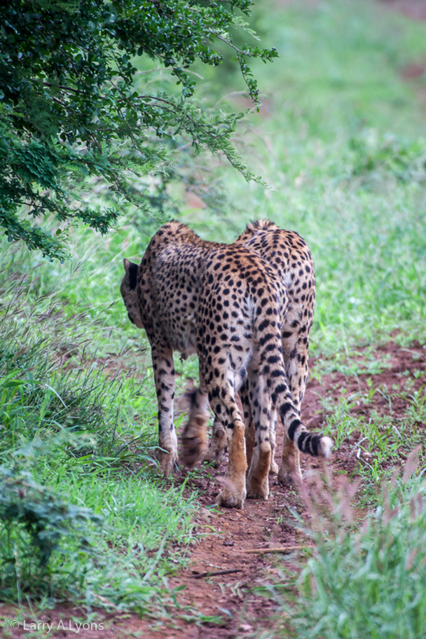 'Out For A Stroll' © Larry A Lyons