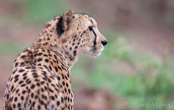 'Save The Cheetah' © Larry A Lyons