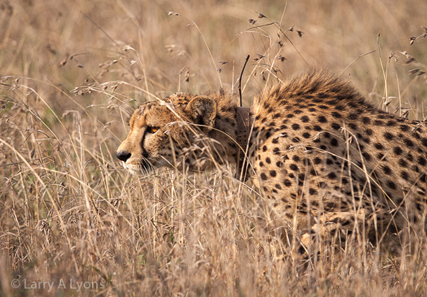 'Stealth' © Larry A Lyons