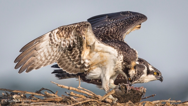 'Protect The Osprey' © Larry A Lyons
