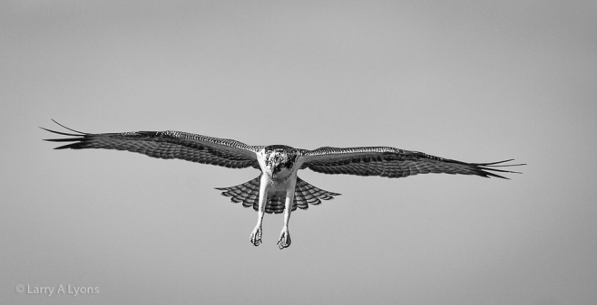 'Six Foot Wingspan' © Larry A Lyons
