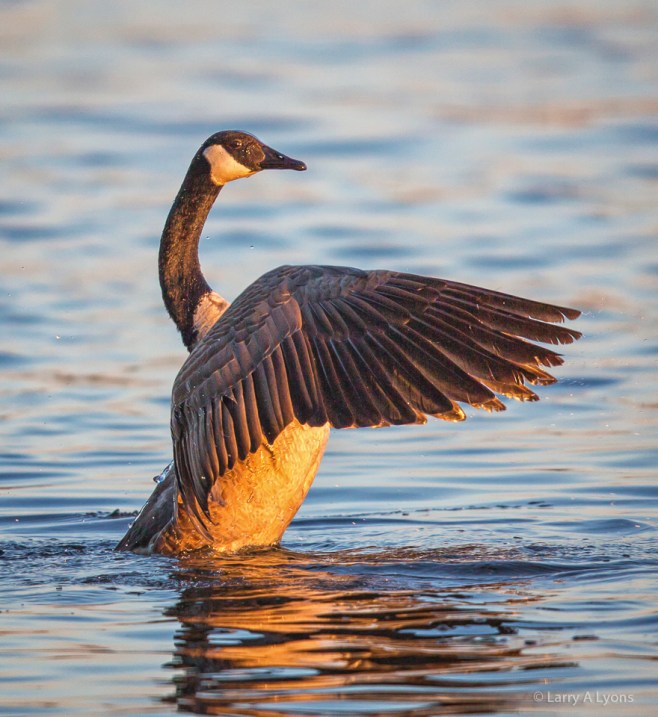 'Canada Goose' © Larry A Lyons