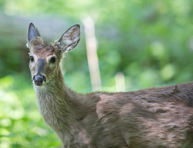 'Doe Close-up' © Larry A Lyons