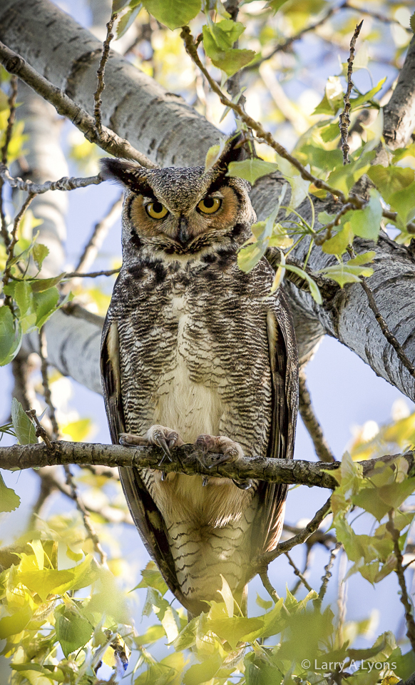 'Female Great Horned Owl' © Larry A Lyons