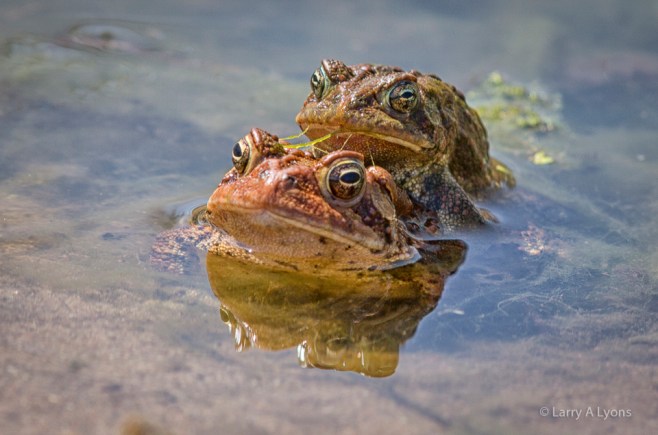'Latin Embrace' © Larry A Lyons