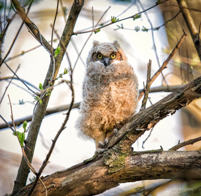'Owlet Two' © Larry A Lyons
