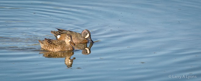 'Pair of Blue-Winged Teals' © Larry A Lyons