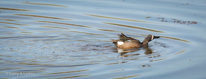 'Phew! Got Away' © Larry A Lyons