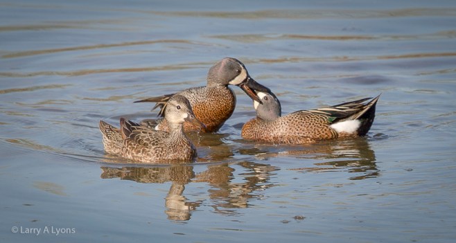 'The Attack' © Larry A Lyons