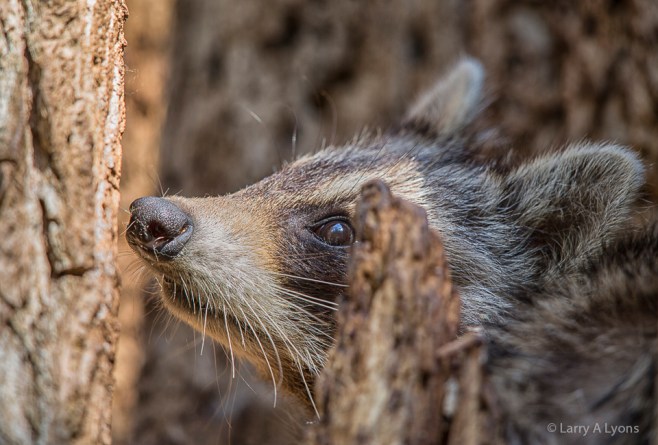 'Young Raccoon' © Larry A Lyons