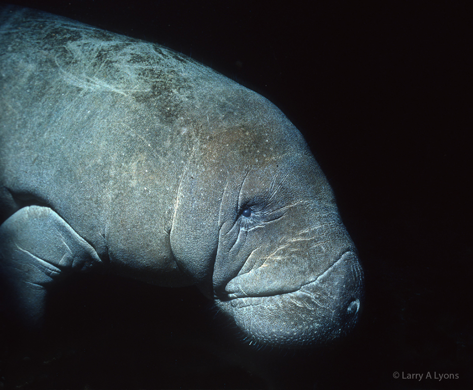'Endangered Manatee' © Larry A Lyons