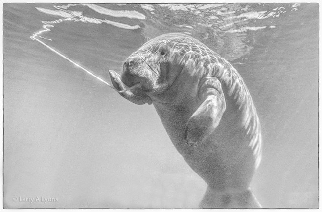 'Gentle Giant' © Larry A Lyons