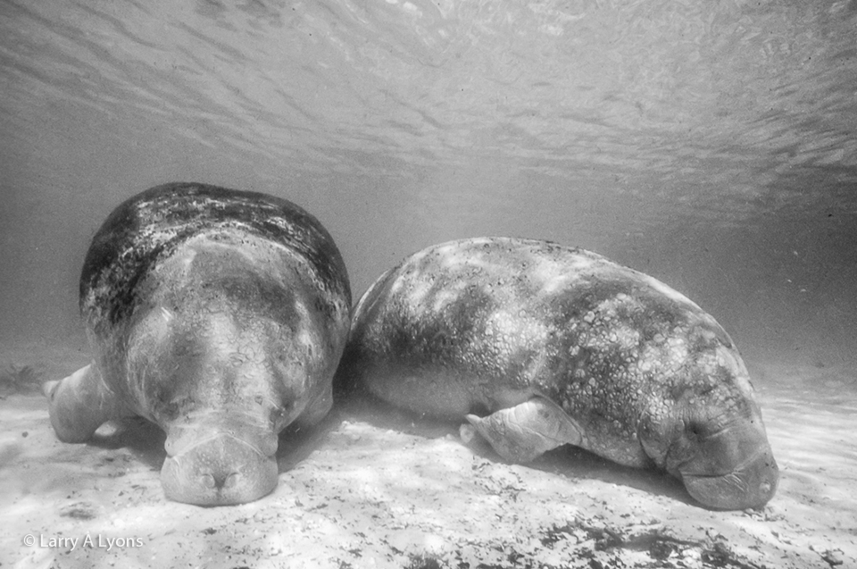 'Pair Resting' © Larry A Lyons