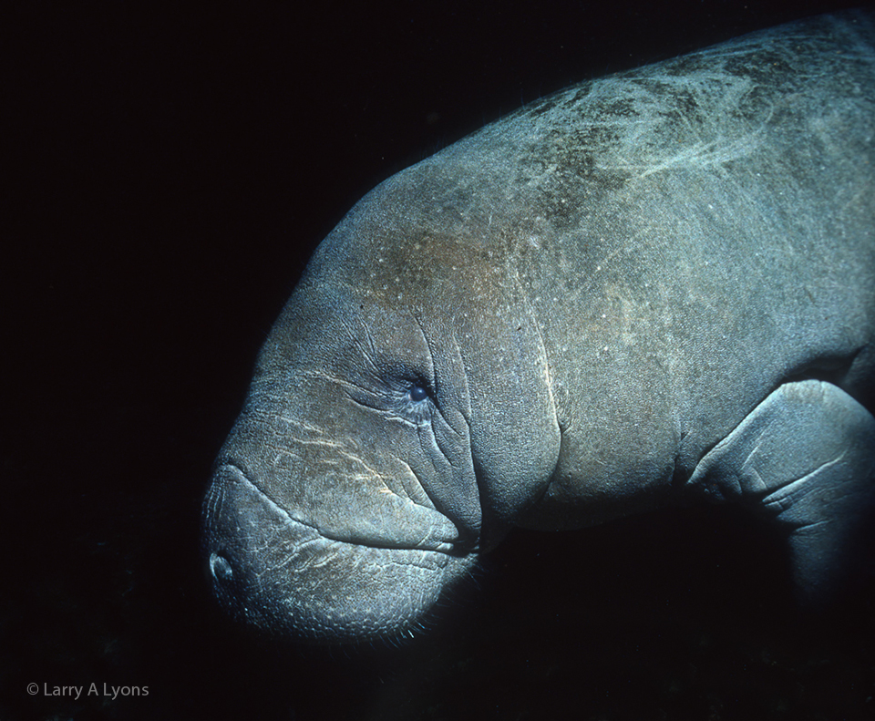 'Protect The Manatee' © Larry A Lyons