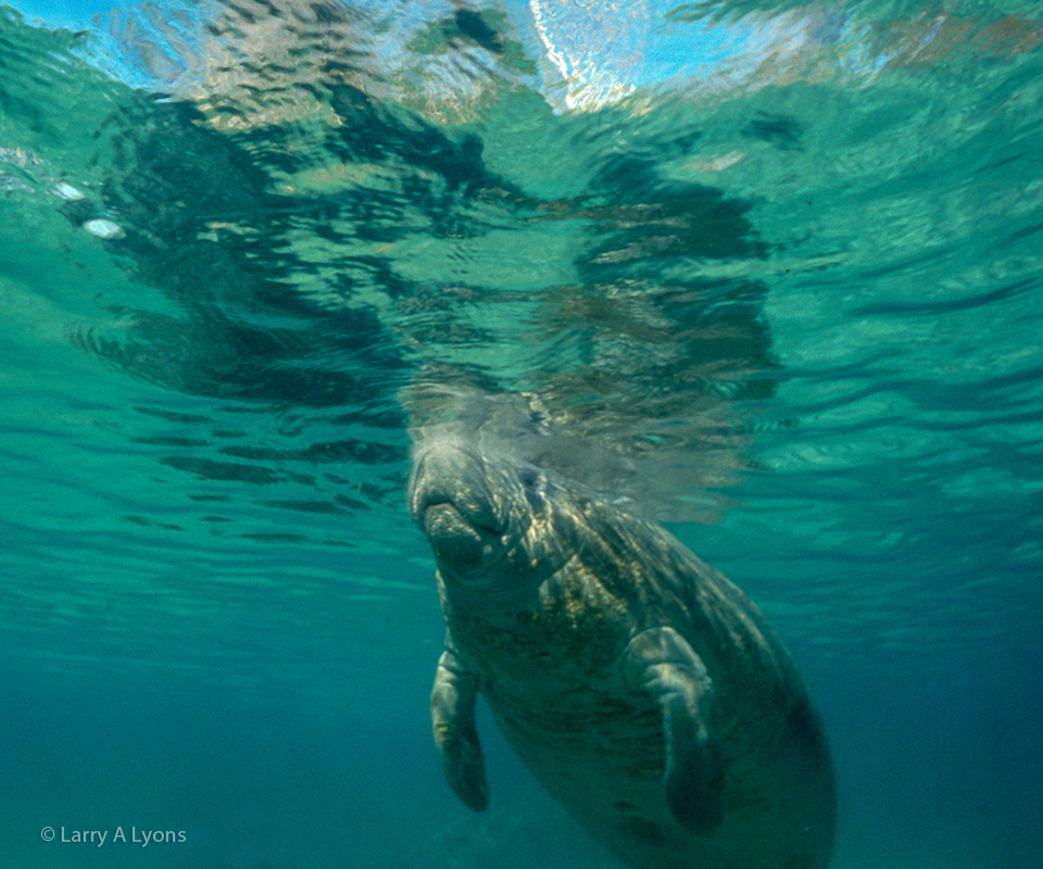 'Taking A Breath' © Larry A Lyons