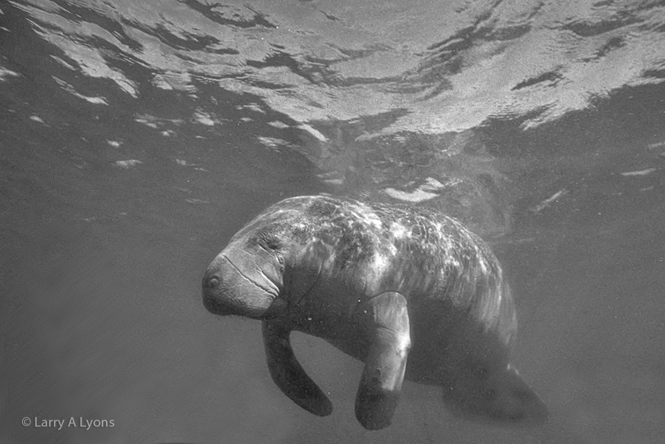 'The Graceful Manatee' © Larry A Lyons