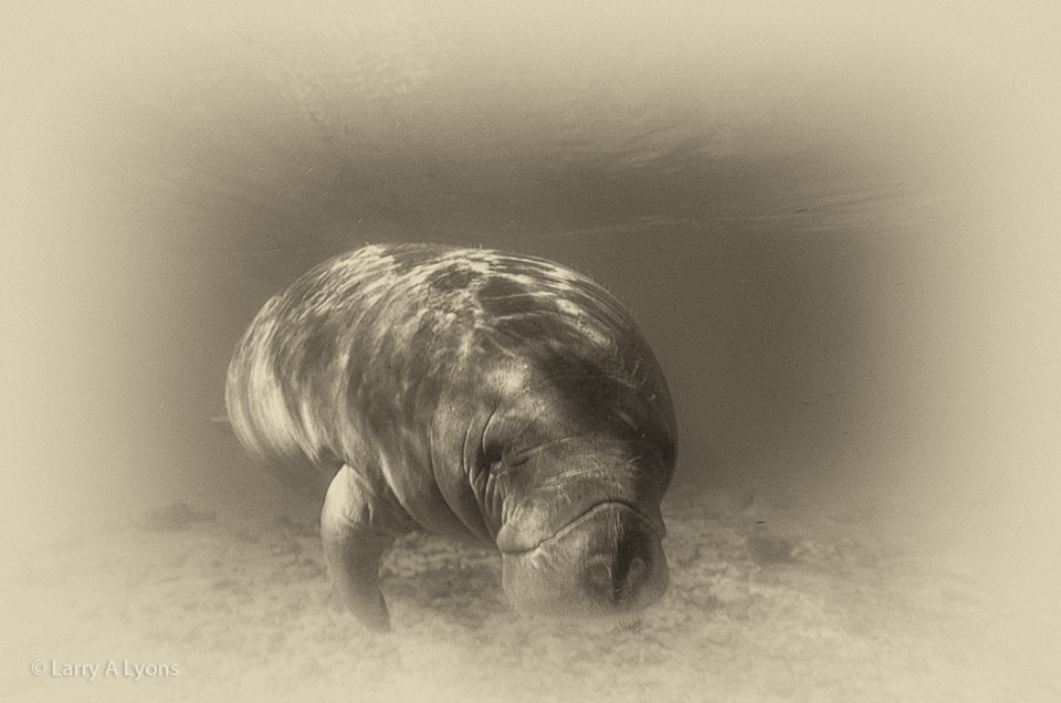 'Vulnerable Swimmer' © Larry A Lyons