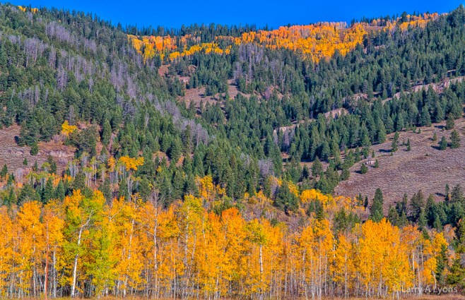 'Aspens Accenting The Landscape' © Larry A Lyons