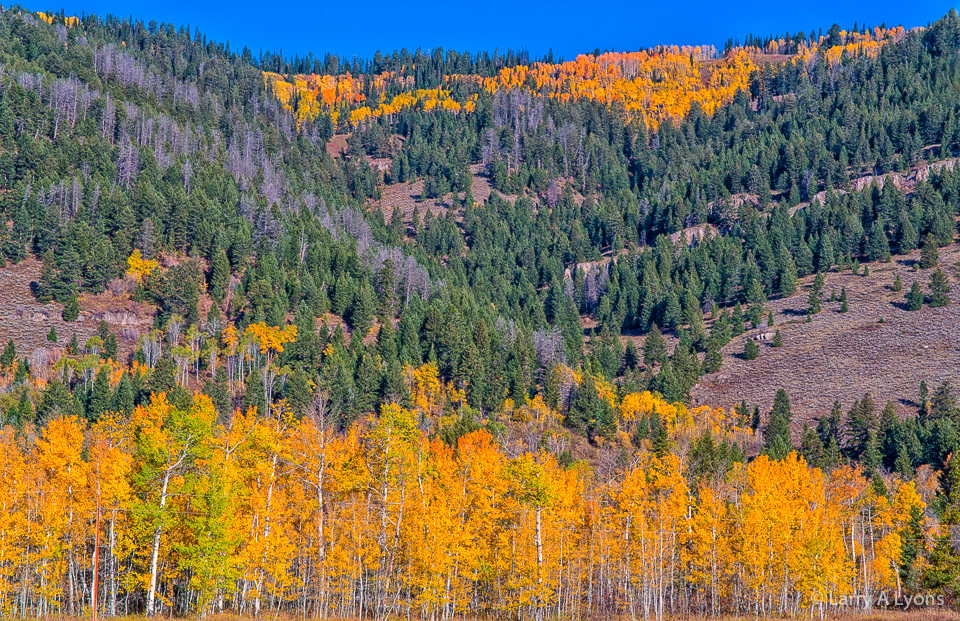 'Aspens Accenting The Landscape' © Larry A Lyons