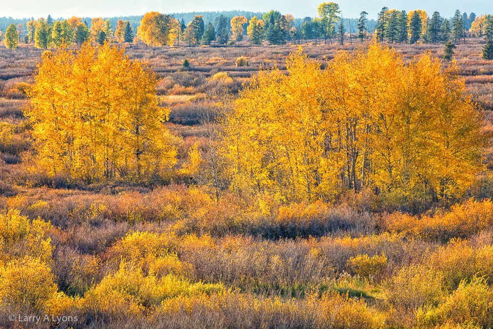 'Autumn Colors of a Meadow' © Larry A Lyons