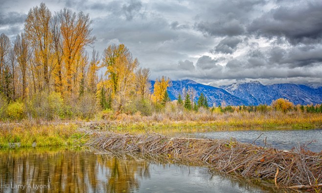 'Beaver Dam On Snake River' © Larry A Lyons