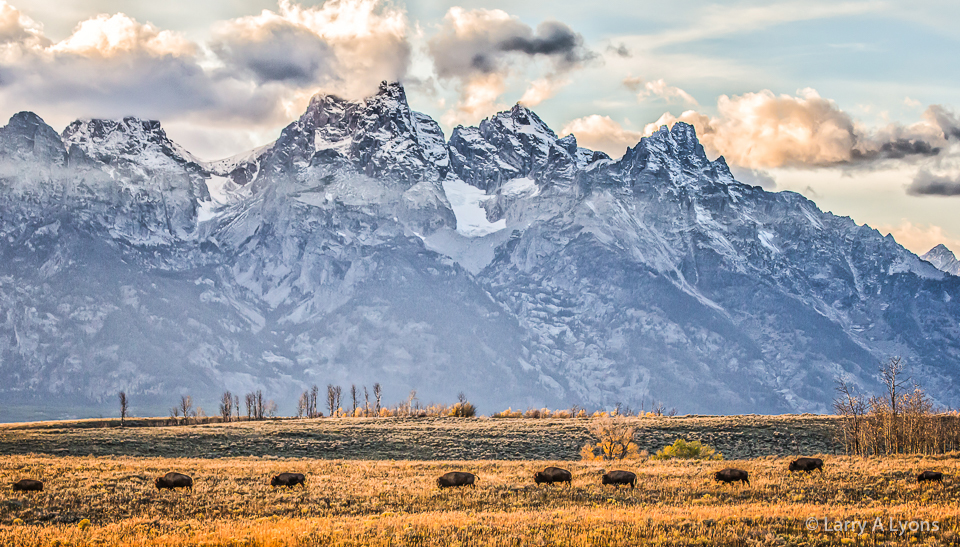 'Bison On The Move' © Larry A Lyons