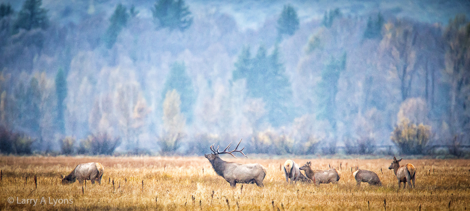 'Elk Grazing' © Larry A Lyons