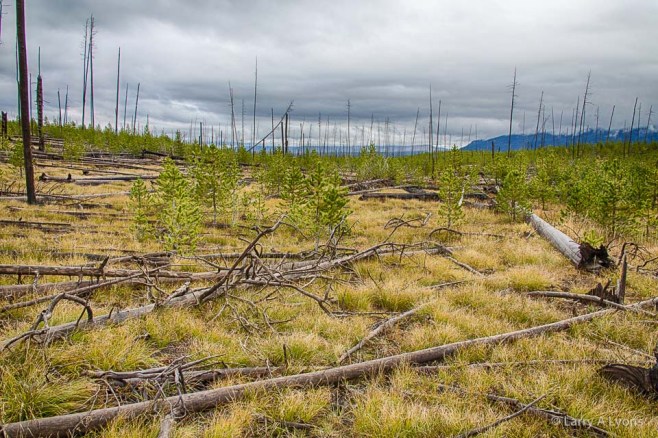 'Forest Regeneration' © Larry A Lyons