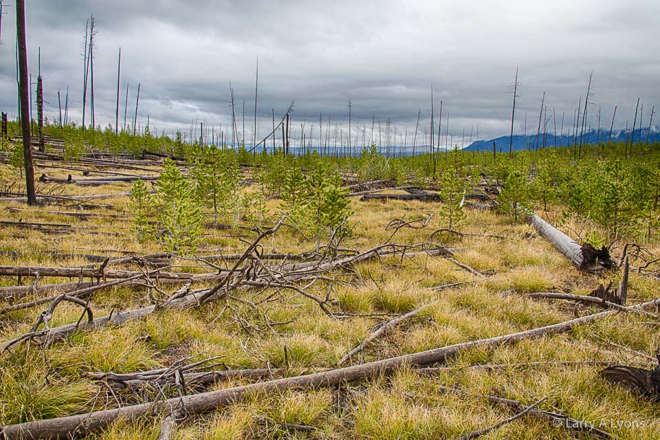 'Forest Regeneration' © Larry A Lyons