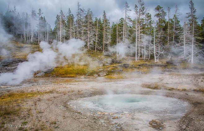 'Petrified Trees' © Larry A Lyons
