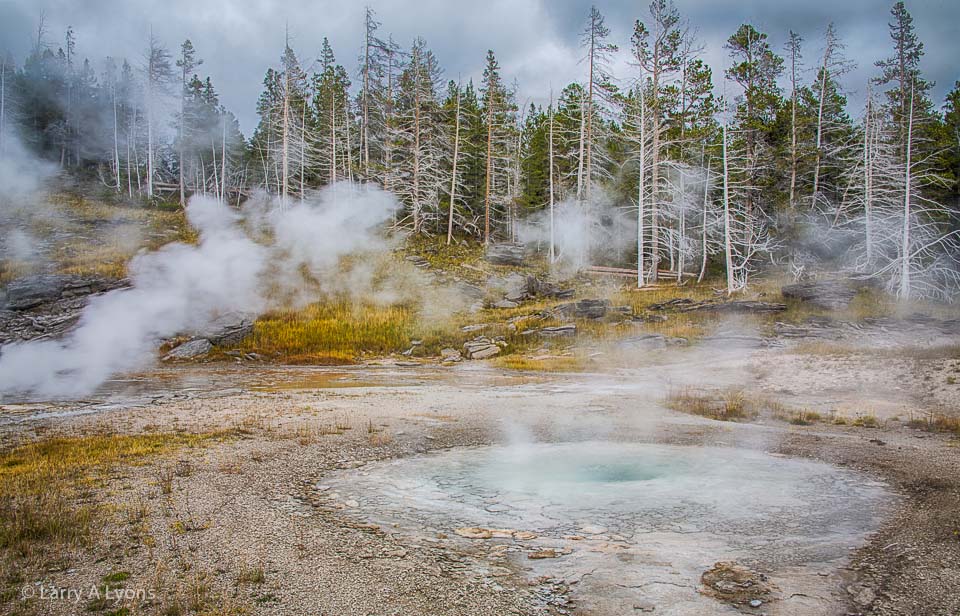 'Petrified Trees' © Larry A Lyons